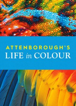 David Attenborough: la vita a colori poster