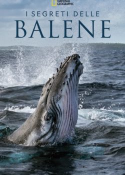 I Segreti delle Balene poster
