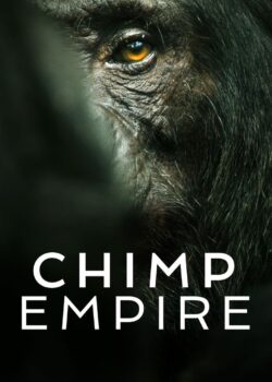 L’impero degli scimpanzé poster