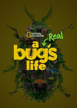 A Real Bugs Life – Megaminimondo poster